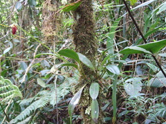 Masdevallia carruthersiana