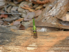 Viridithemis viridula