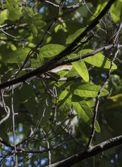 Boquila trifoliolata