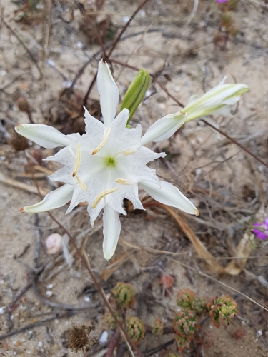 photo of Sea Daffodil (Pancratium maritimum)