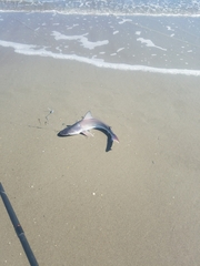 Carcharhinus plumbeus