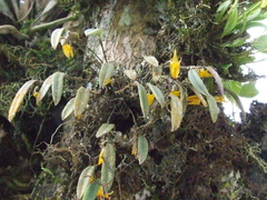 Lepanthopsis apoda