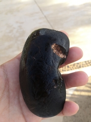 Hymenaea