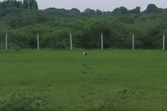 Sarkidiornis melanotos