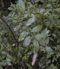 Azara integrifolia