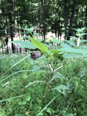 Atropa belladonna
