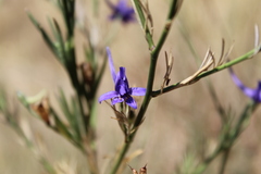 Delphinium halteratum