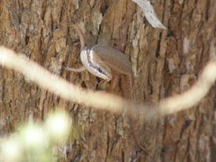 Trachylepis tandrefana