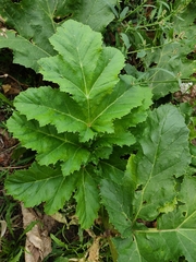 Heracleum sosnowskyi