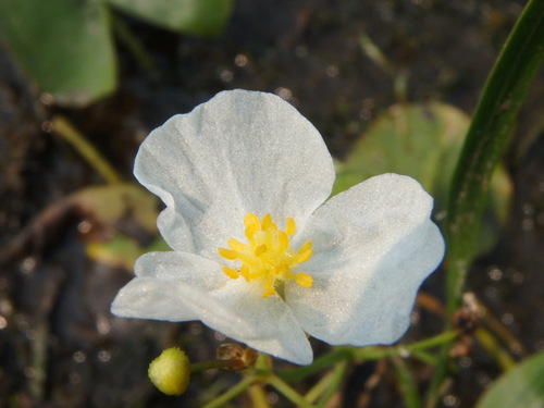 Image of Sagittaria cristata by (c) Bob, some rights reserved (CC BY)