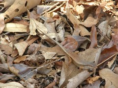 Trachylepis tandrefana