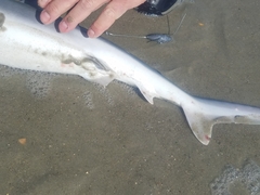 Carcharhinus plumbeus