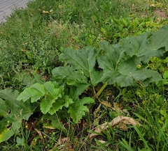 Heracleum sosnowskyi
