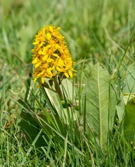 Ligularia alpigena