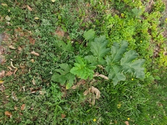 Heracleum sosnowskyi