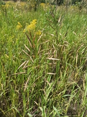 Bromus riparius