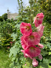 Alcea rosea
