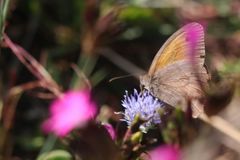 Hyponephele lycaon