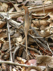 Trachylepis elegans