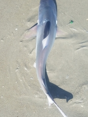 Carcharhinus plumbeus