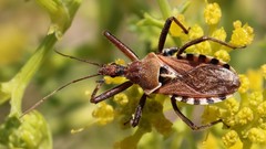 Rhynocoris erythropus