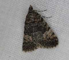 Dichromodes semicanescens