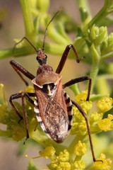 Rhynocoris erythropus