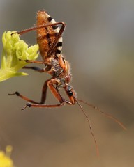 Rhynocoris erythropus