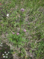 Valeriana alternifolia