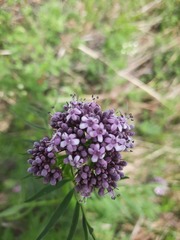 Valeriana alternifolia