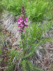 Pedicularis rubens