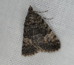 Dichromodes semicanescens