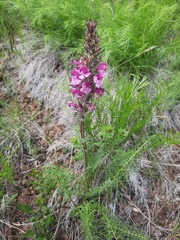 Pedicularis rubens