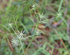 Eryngium integrifolium