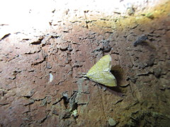 Xanthophysa psychicalis