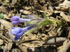 Glandora diffusa