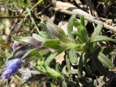 Glandora diffusa