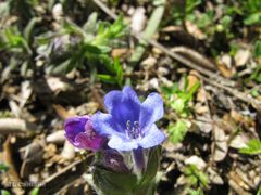 Glandora diffusa