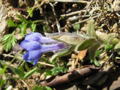 Glandora diffusa