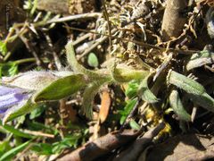 Glandora diffusa