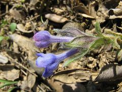 Glandora diffusa