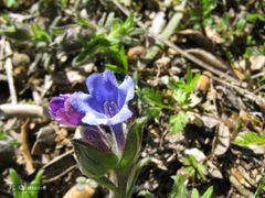 Glandora diffusa