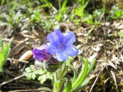 Glandora diffusa