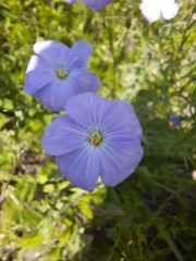 Linum baicalense