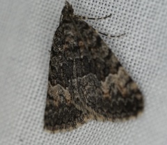 Dichromodes semicanescens