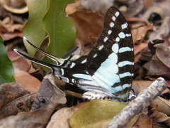 Graphium evombar