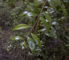 Myrceugenia planipes