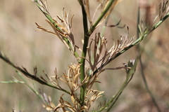 Delphinium halteratum
