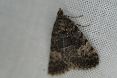 Dichromodes semicanescens