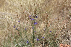Delphinium halteratum